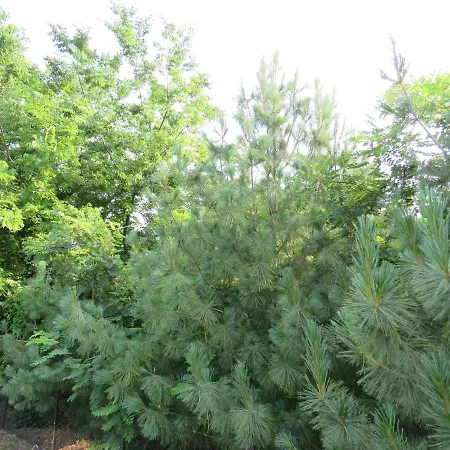 Apartment Prenociste Panorama Subotica