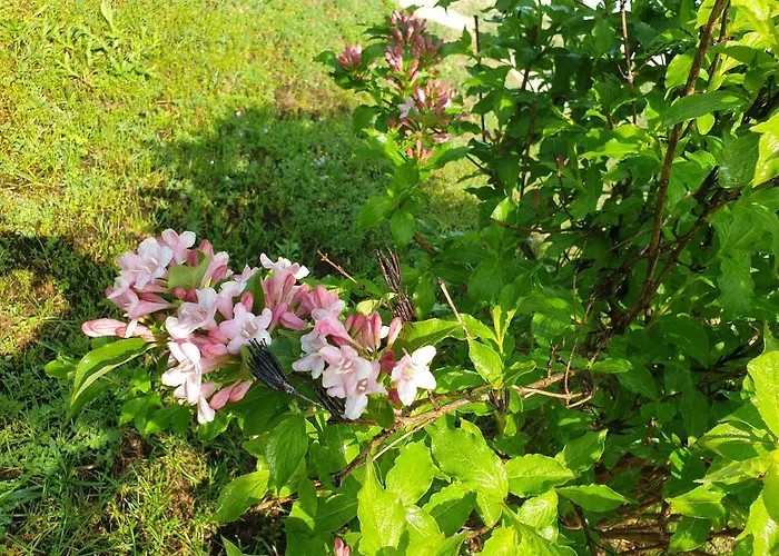 Prenociste Panorama Суботица