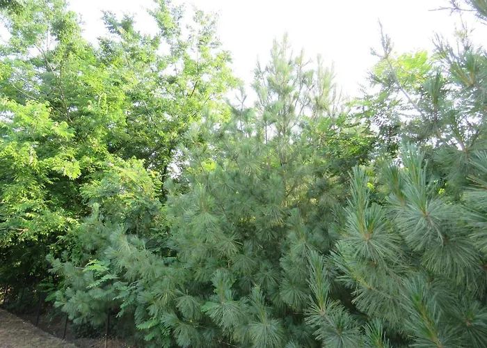 Апартаменты Prenociste Panorama Суботица